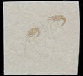 Two Cretaceous Fossil Shrimp - Lebanon #52786-1